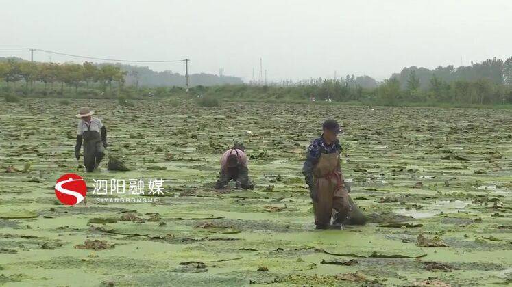 芡实最新动态